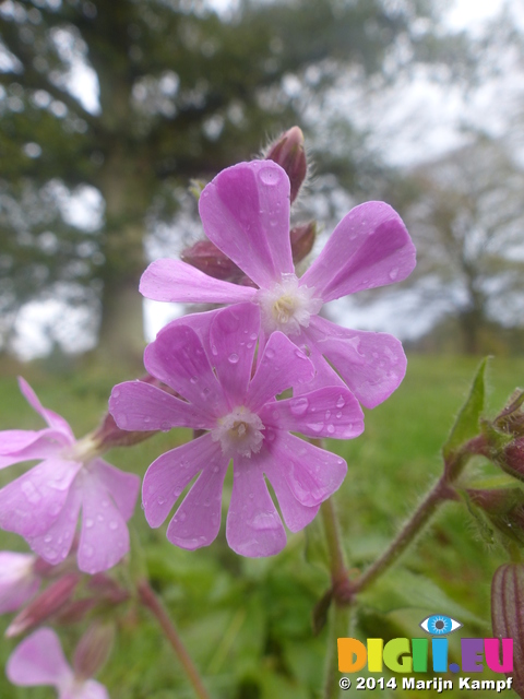 FZ009414 Red Campion (Silene dioica) pink wild flowers